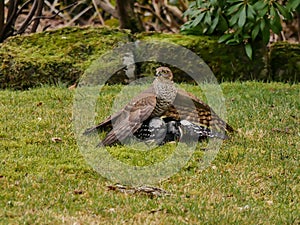 Sparrowhawk in the garden photo