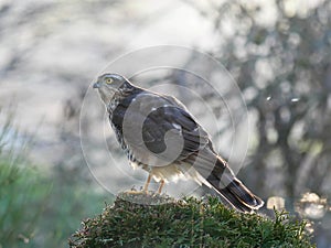 Sparrowhawk in the garden photo