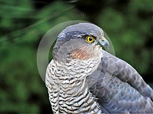 Sparrowhawk in the garden photo