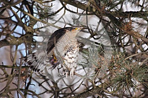 Sparrowhawk with prey