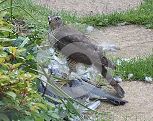 Sparrowhawk with Prey - Series 5 of 5