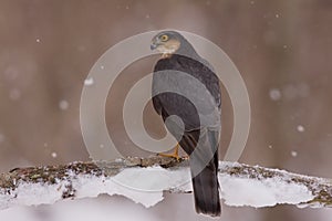 Sparrowhawk profile