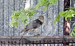 Sparrowhawk side view, clearly visible predatory silhouette of a bird