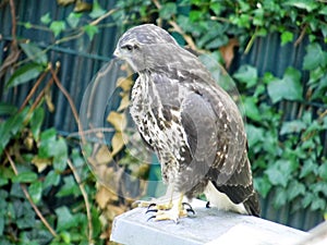 A sparrowhawk sits on the beam of the roof