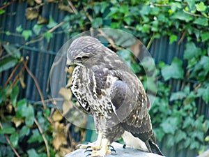 A sparrowhawk sits on the roof