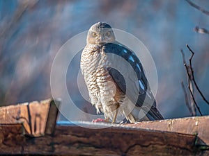Sparrowhawk sitting on a wooden pergolla looking into camera