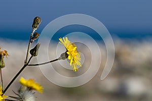 Sparrowhawk weed (Hieracium umbellatum) in flower with blue mediterranean sea background