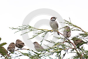 Sparrows