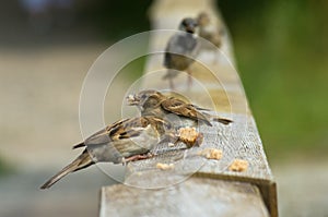 Sparrows