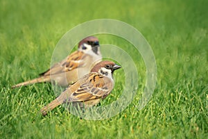 Sparrows