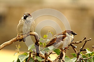 Sparrows