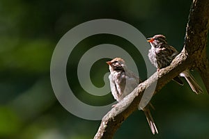 Sparrows