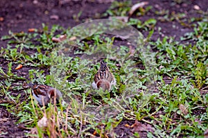 Sparrows on an April morning!