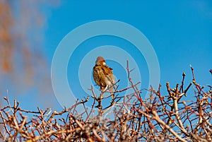 Sparrows on an April morning!