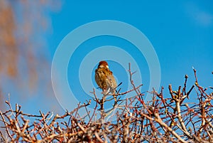 Sparrows on an April morning!