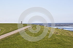 Sparrows around monument near Noordkaap, Holland