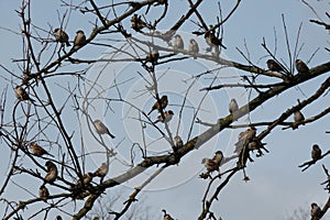 Sparrows