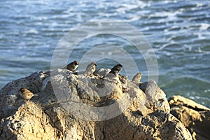 Sparrows bask in the sun