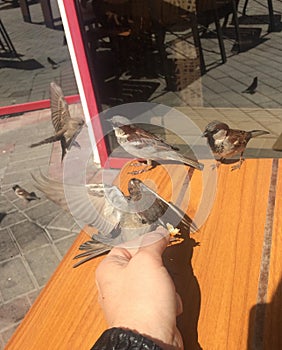 Sparrows beg for food in a street cafe