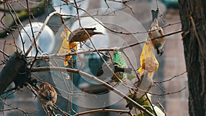 Sparrows on branch eats special food for birds from the feeder. Winter survival of birds