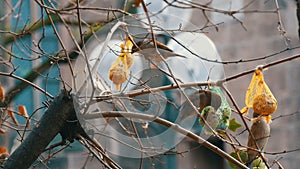 Sparrows on branch eats special food for birds from the feeder. Winter survival of birds