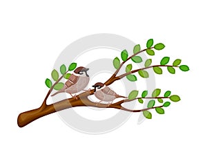 Sparrows on a branch. Two sparrows are sitting on a branch of an elm tree. Urban birds on a tree. Two birds on a branch photo