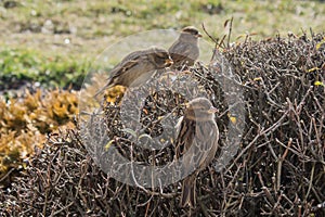 Sparrows on a bush in the autumn. A flock of sparrows.