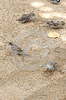 Sparrows cavort in the sand photo