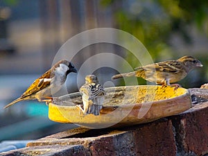 Sparrows in the City: How These Birds Thrive in Urban Environments

Sparrows in the City How These Birds Thrive in Urban