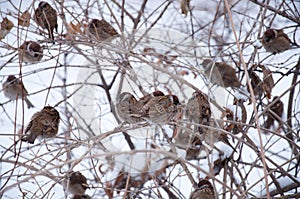 Sparrows clustered in a tree