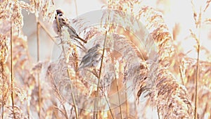 Sparrows in the dawn are sitting on the reed