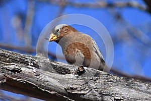 Sparrows depend on feeders during the winter