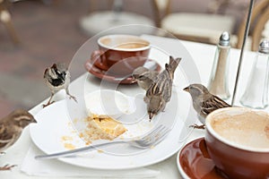 Sparrows dine at local cafe