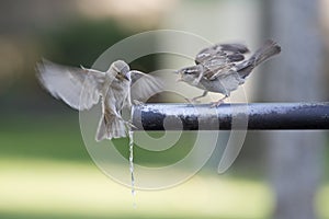 Sparrows drinking water.