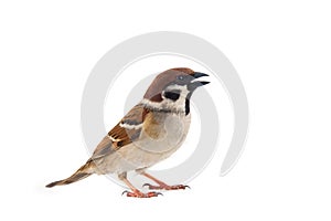 sparrows in dynamics isolated