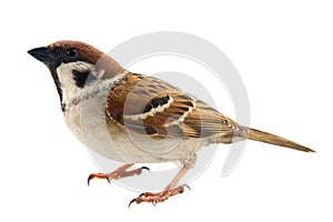 sparrows in dynamics isolated photo