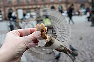 sparrows eating sandwich in hand of man in the street