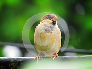 Sparrows are a family of small passerine birds. They are also known as true sparrows, or Old World sparrows or gauraiyya in India.