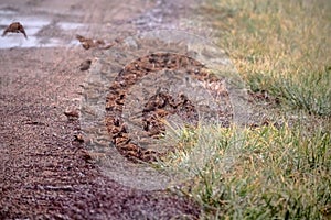 Sparrows feed in a very dense flock on the side of a country road