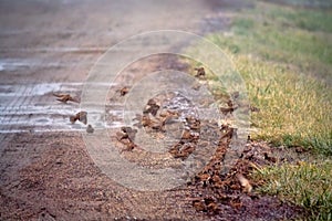 Sparrows feed in a very dense flock on the side of a country road