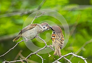 Sparrows are feeding their cubs, a warm picture of maternal love