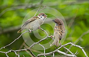 Sparrows are feeding their cubs, a warm picture of maternal love