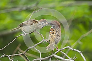 Sparrows are feeding their cubs, a warm picture of maternal love