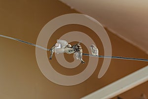 Sparrows during fight