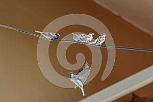 Sparrows during fight