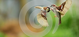 Sparrows fighting