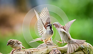 Sparrows fighting photo