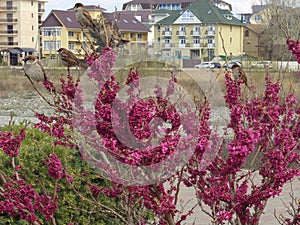 Sparrows on flowering cercis bush