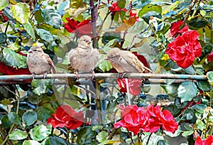 Sparrows among flowers of rose