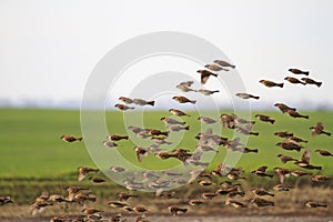 Sparrows fly on a green background